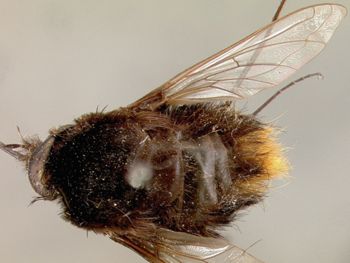 Media type: image;   Entomology 12696 Aspect: habitus dorsal view